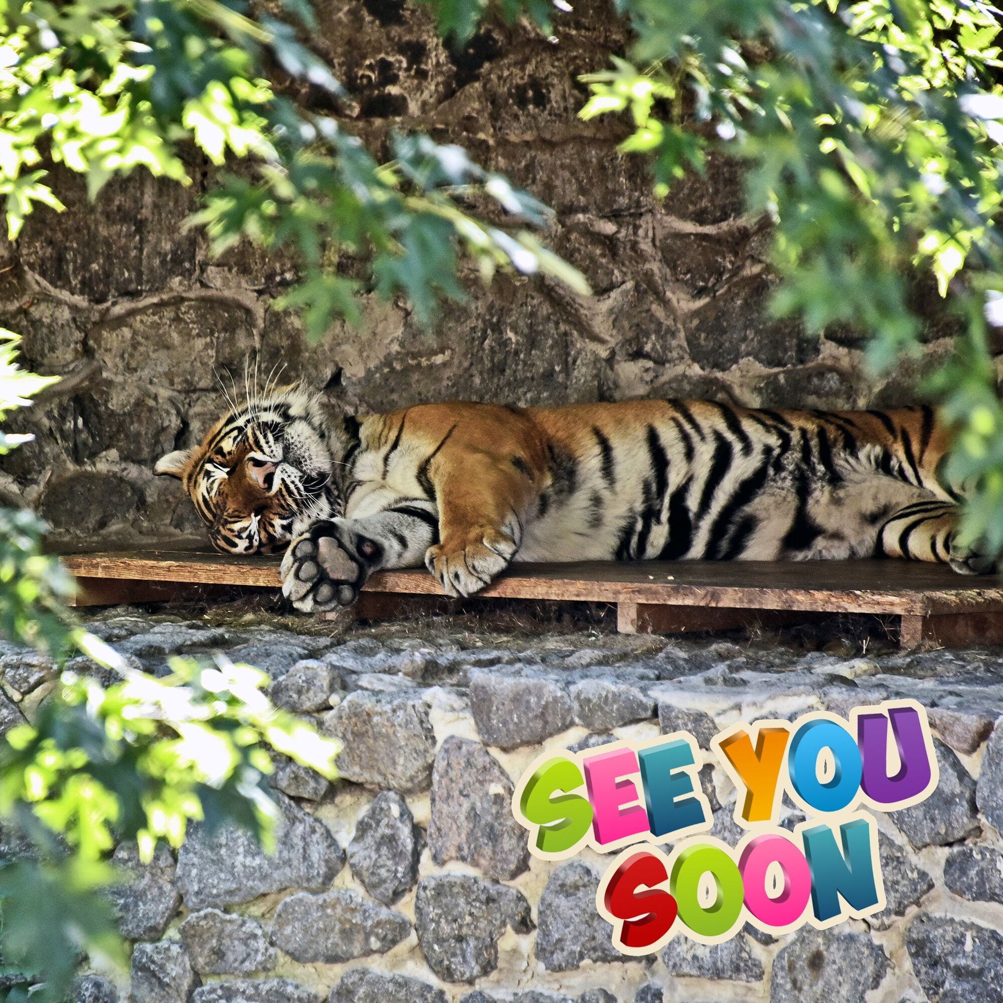 Два тигра Киевского зоопарка будут праздновать день рождения: для именинников устроят квест. Подробности и фото