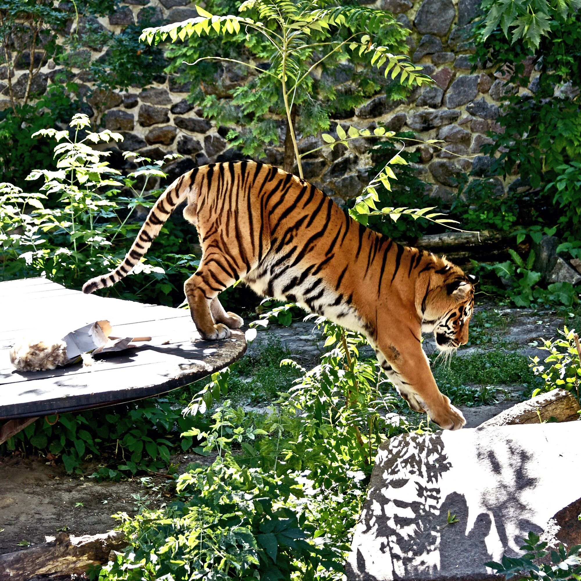 Два тигра Киевского зоопарка будут праздновать день рождения: для именинников устроят квест. Подробности и фото