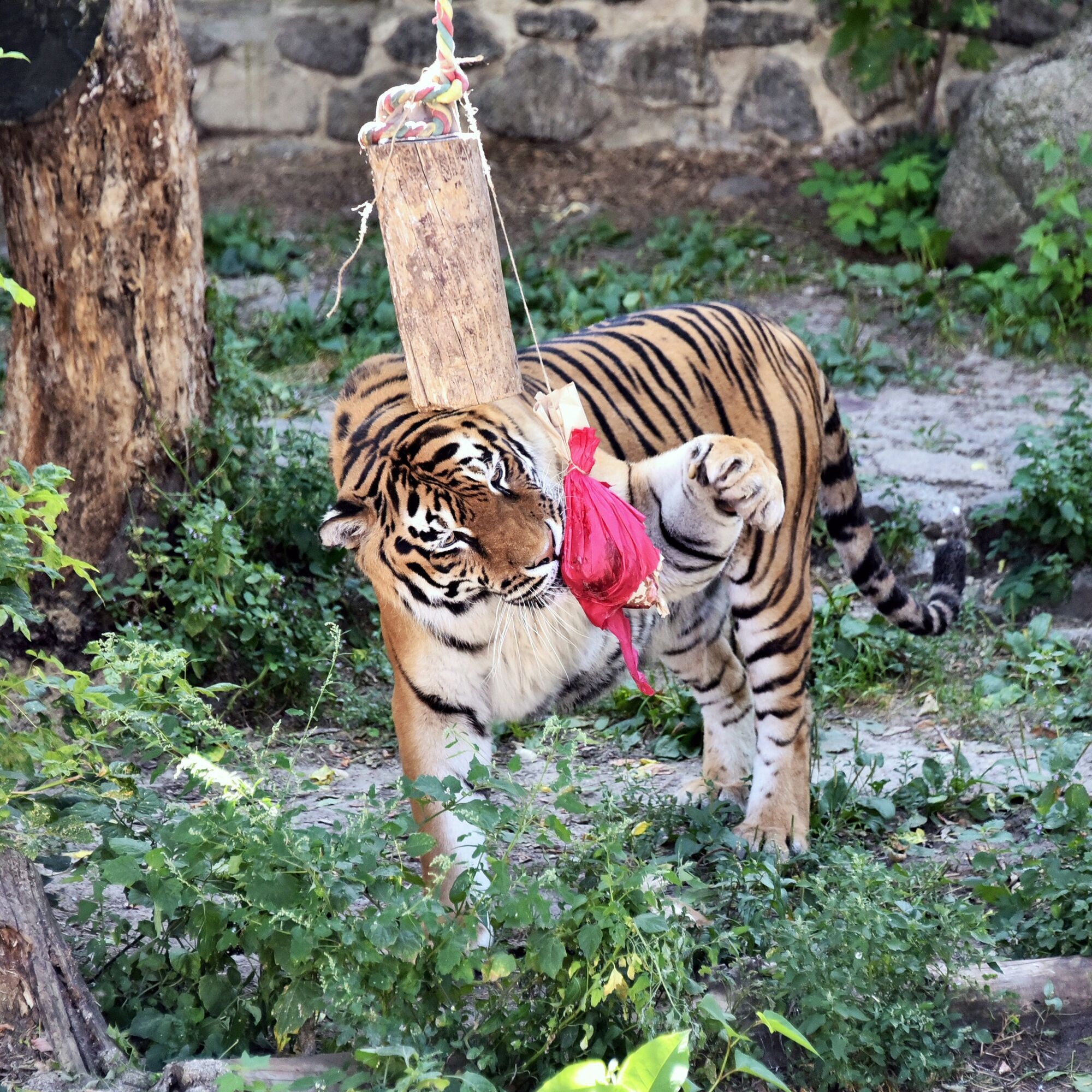Два тигра Киевского зоопарка будут праздновать день рождения: для именинников устроят квест. Подробности и фото