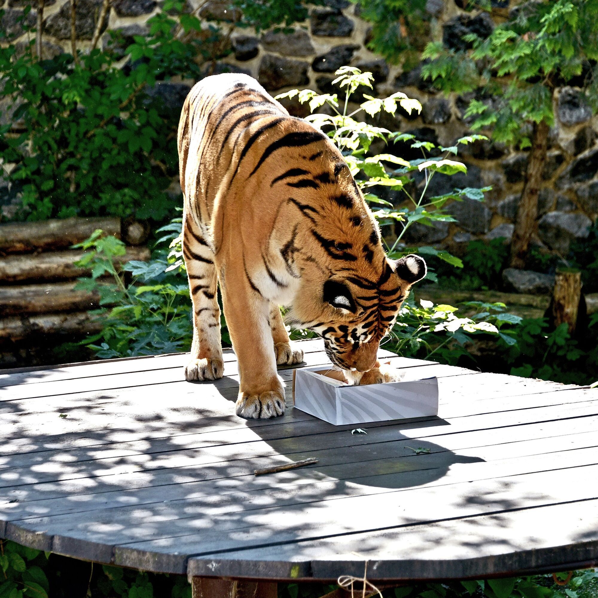 Два тигра Киевского зоопарка будут праздновать день рождения: для именинников устроят квест. Подробности и фото