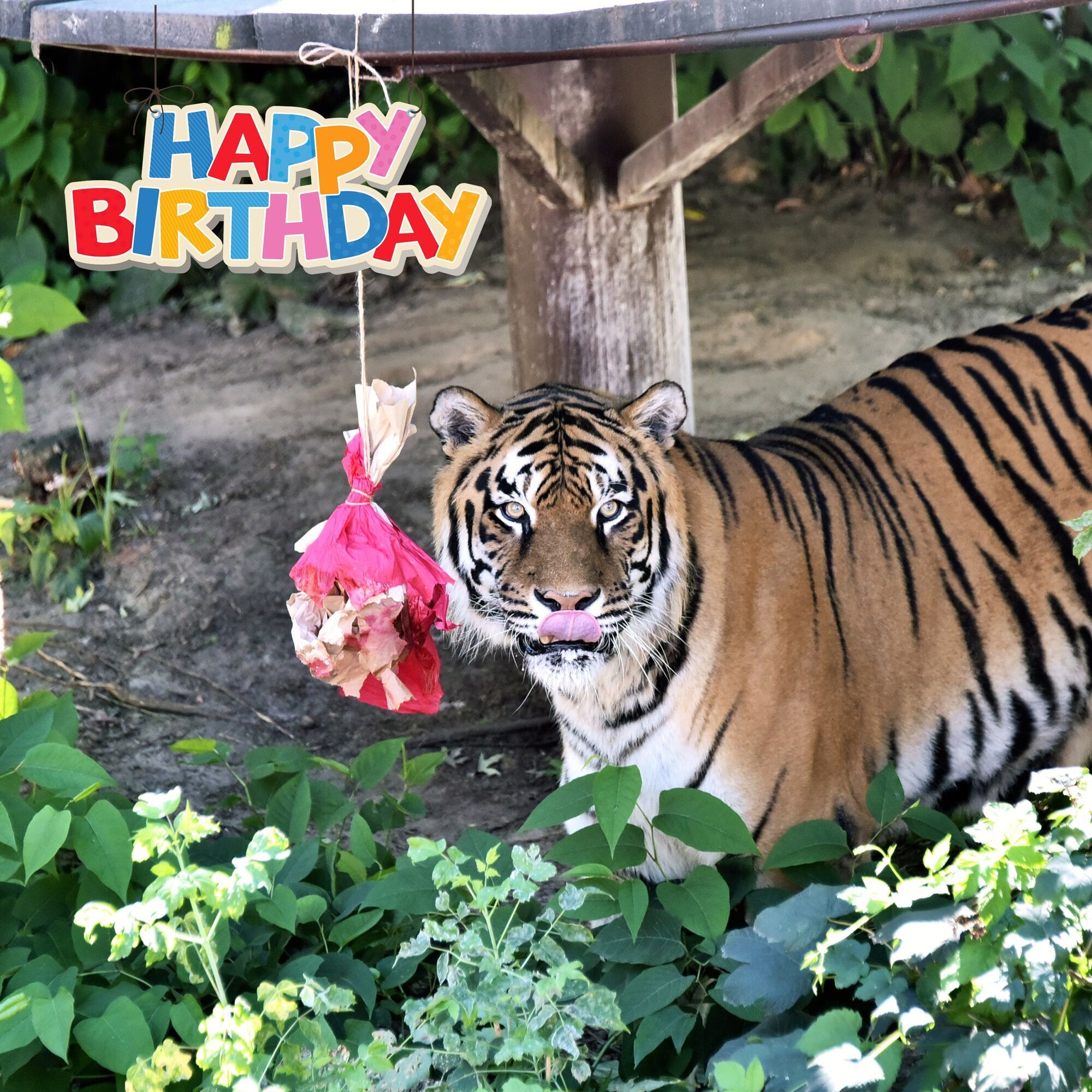 Два тигра Киевского зоопарка будут праздновать день рождения: для именинников устроят квест. Подробности и фото