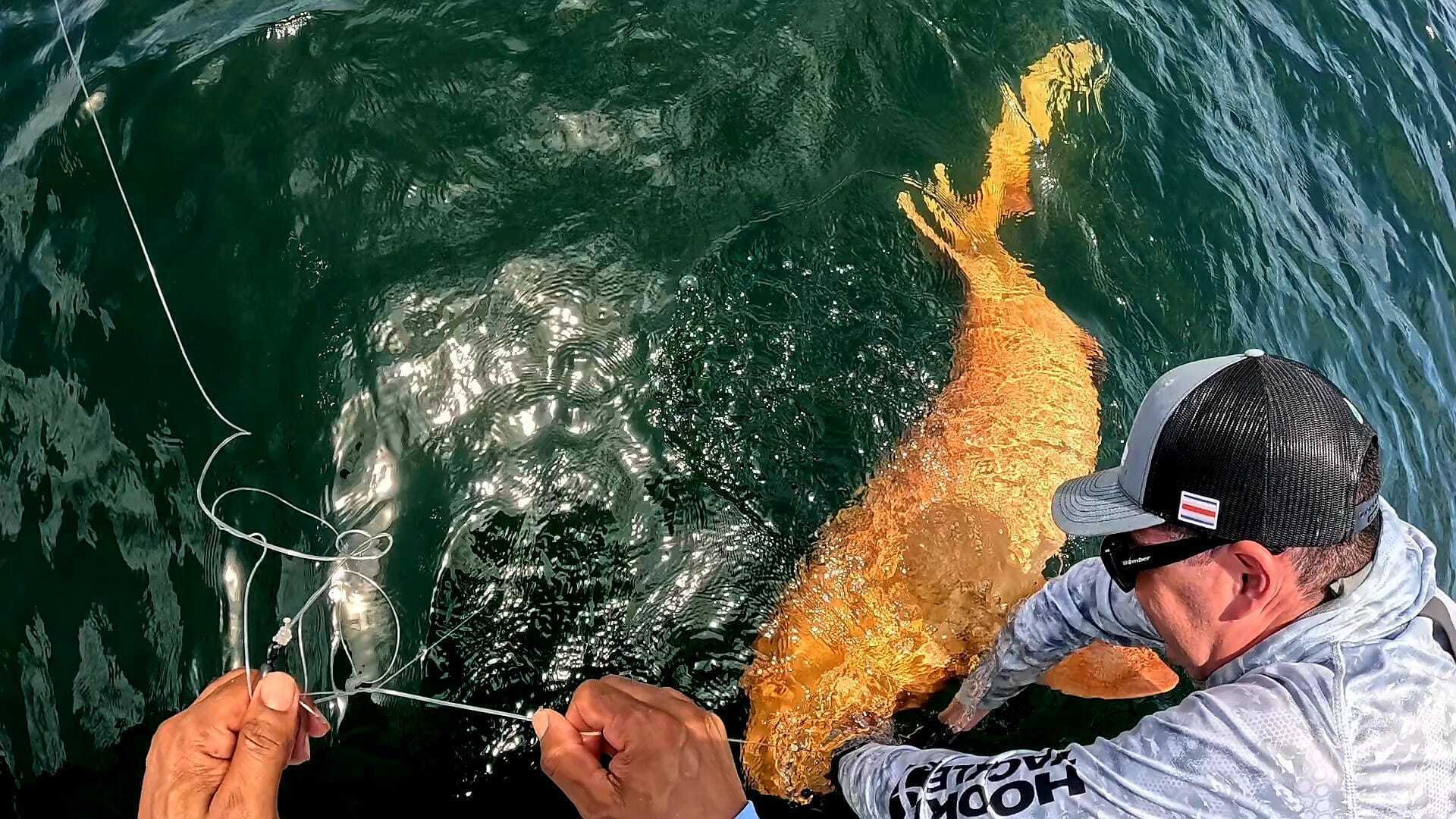 Возле Коста-Рики нашли чрезвычайно редкую ярко-оранжевую акулу. Удивительные фото