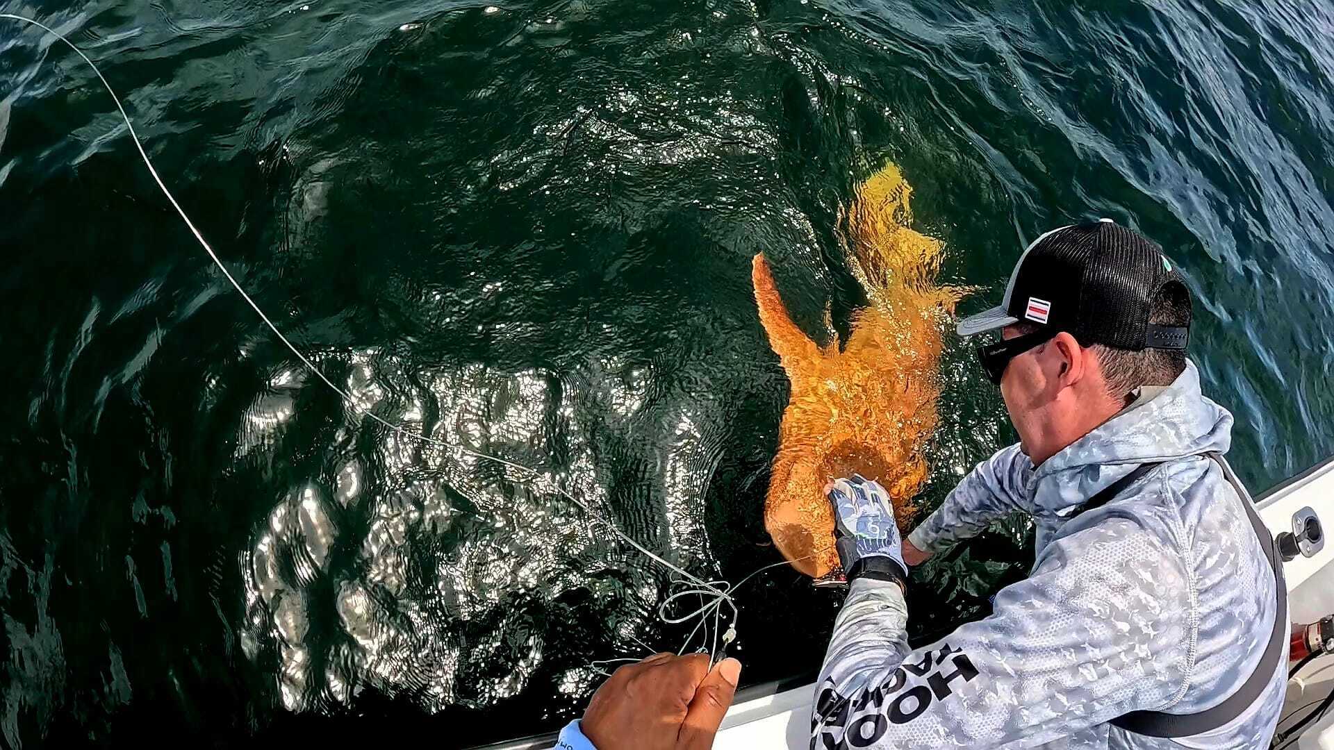 Возле Коста-Рики нашли чрезвычайно редкую ярко-оранжевую акулу. Удивительные фото