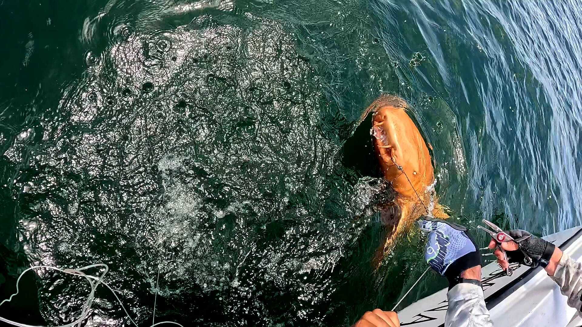 Возле Коста-Рики нашли чрезвычайно редкую ярко-оранжевую акулу. Удивительные фото