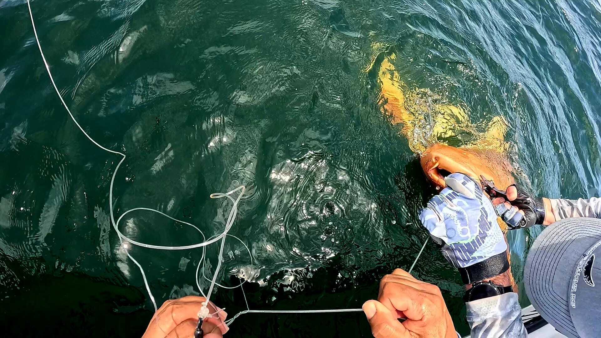 Возле Коста-Рики нашли чрезвычайно редкую ярко-оранжевую акулу. Удивительные фото