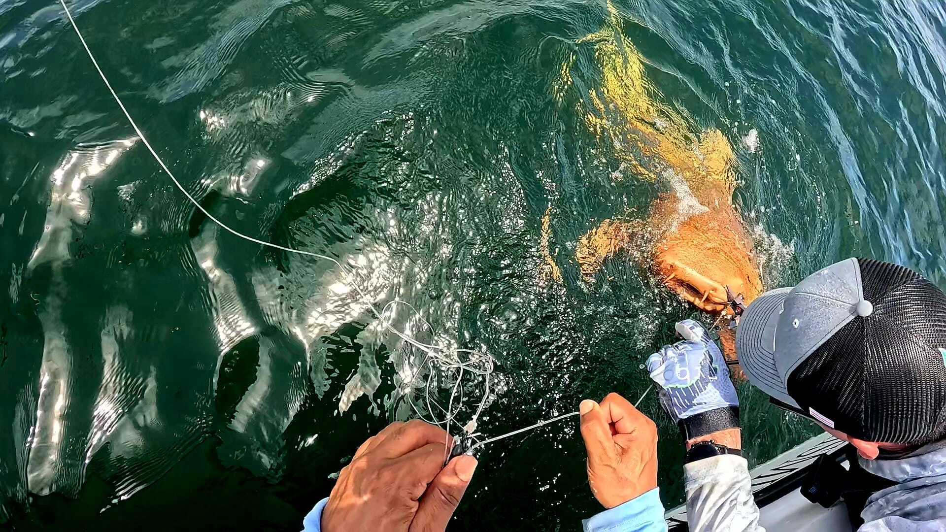 Возле Коста-Рики нашли чрезвычайно редкую ярко-оранжевую акулу. Удивительные фото