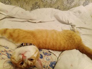 Кіт 4,5 роки провів у колонії: військовий повернувся з полону РФ із домашнім улюбленцем