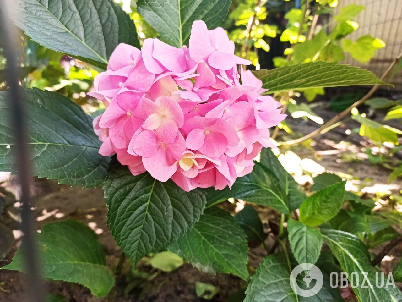 Як оживити гортензії: допоможе проста дія