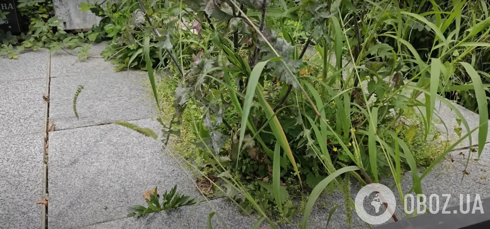 Заросшая сорняками и заржавевшая: блогер убрал заброшенную могилу самоубийцы-шестидесятника Тютюнника и ошеломил ее обновленным видом