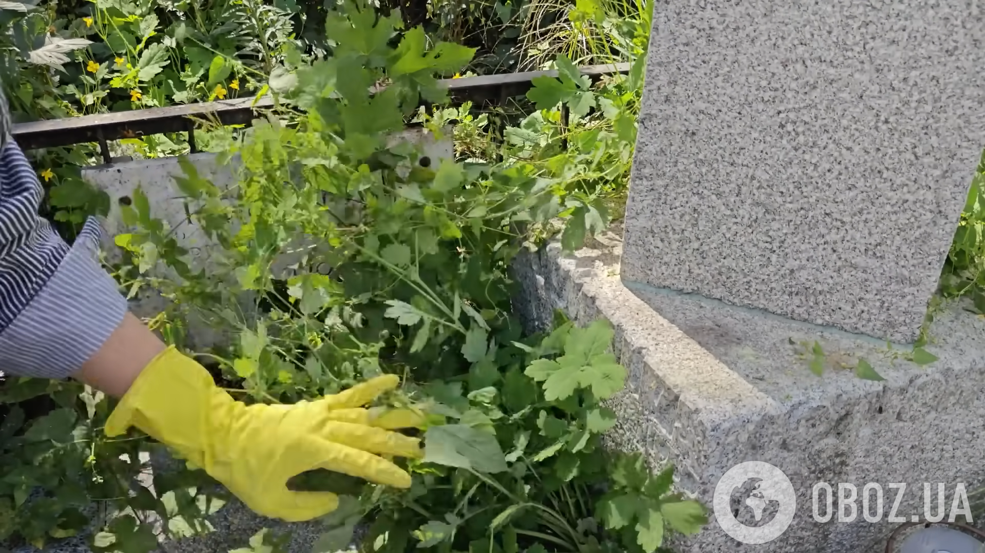 Заросшая сорняками и заржавевшая: блогер убрал заброшенную могилу самоубийцы-шестидесятника Тютюнника и ошеломил ее обновленным видом