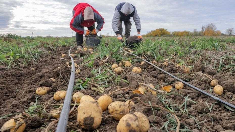 В России дефицит картофеля и резкий рост цен на хлеб: из-за дождей и засухи погибает пшеница, а овощи некому убирать