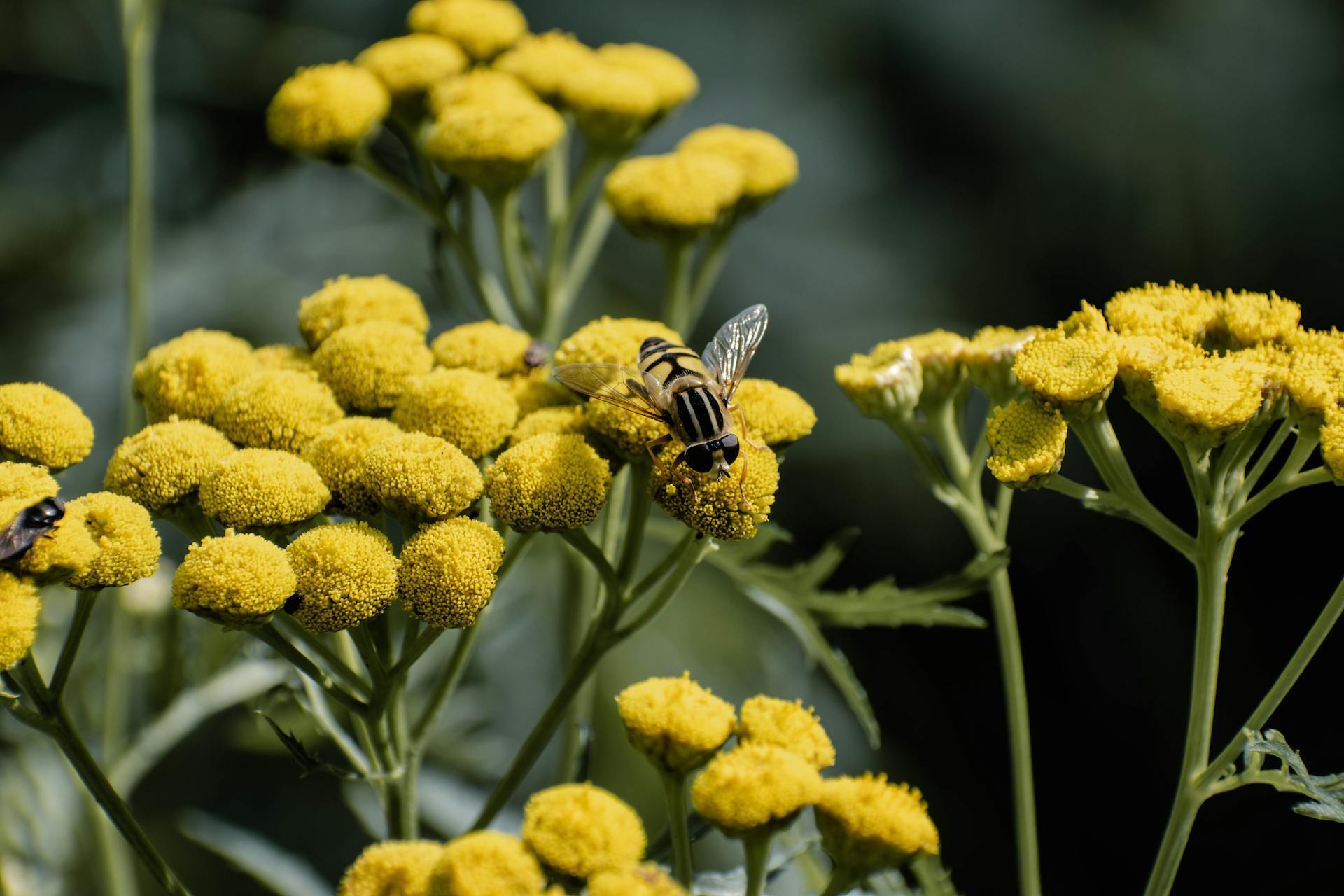 Как оживить растения после жары: спасительный способ