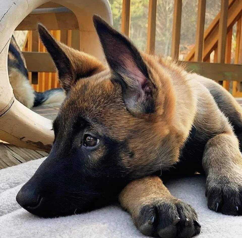 В Испанию вернули пса погибшего в Украине воина: впечатляющая история. Фото