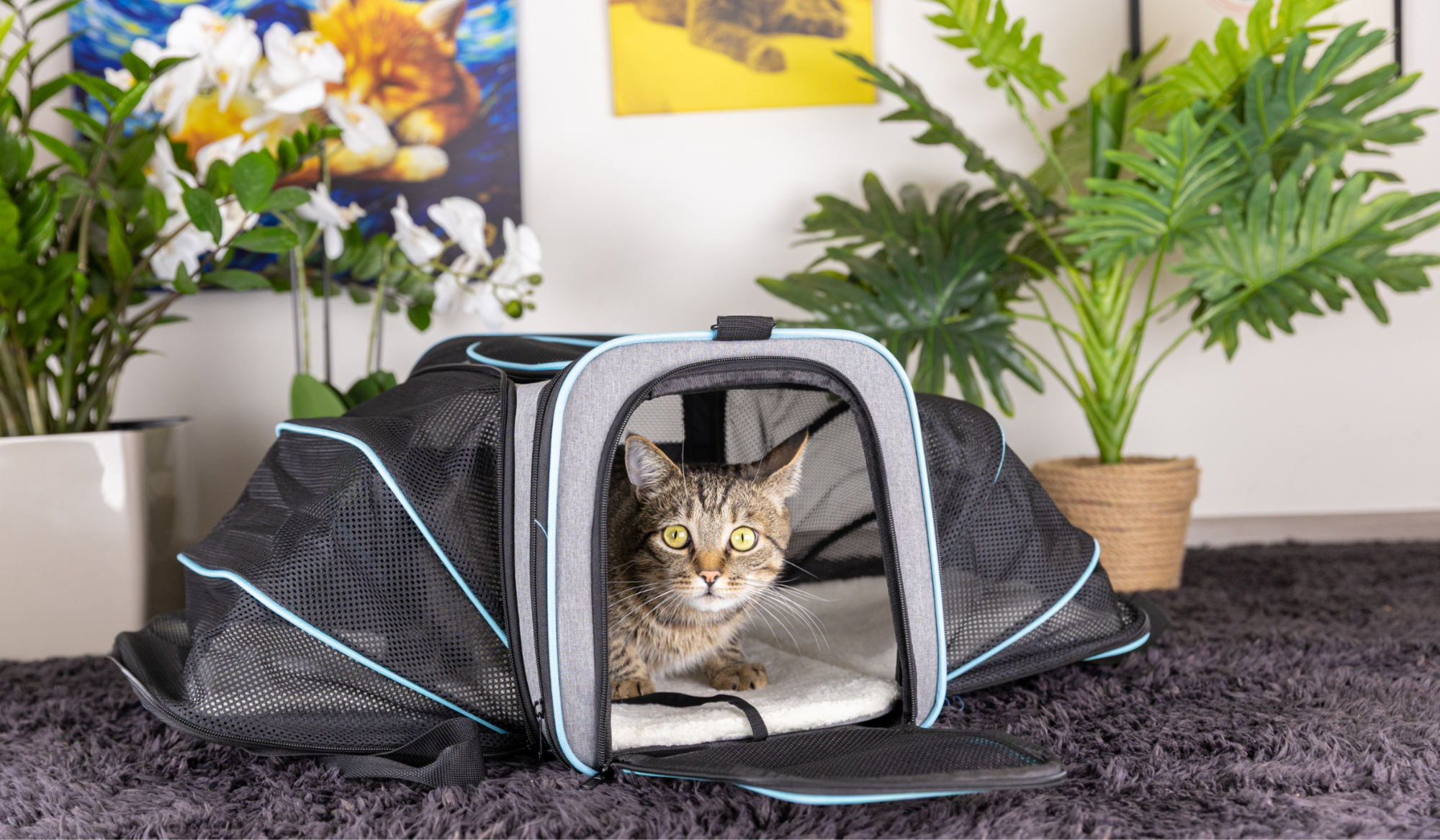 Тревожный чемодан для любимца: что иметь под рукой в чрезвычайных ситуациях