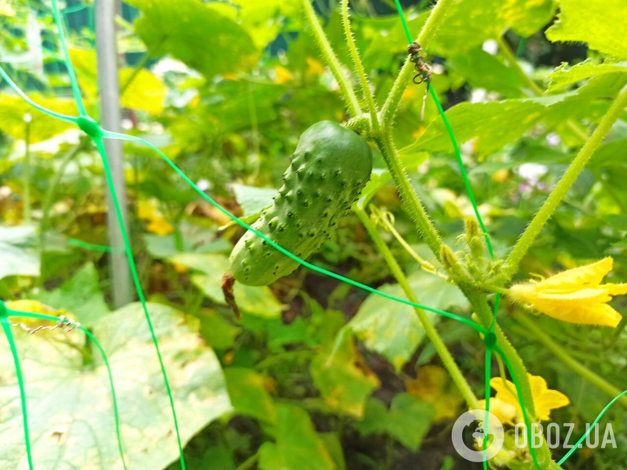 Что посадить после огурцов: правила севооборота