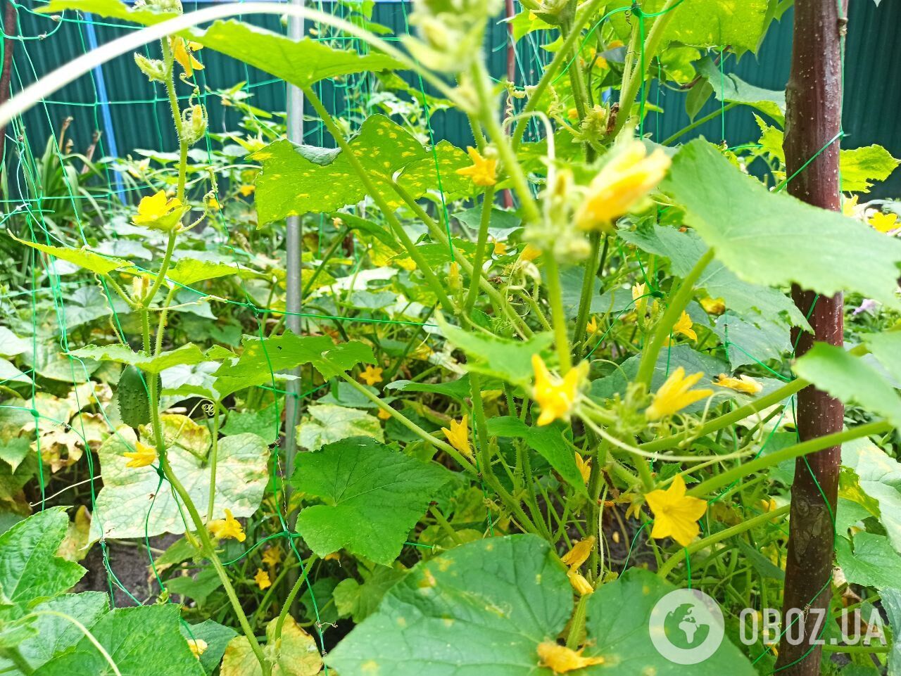 Что посадить после огурцов: правила севооборота