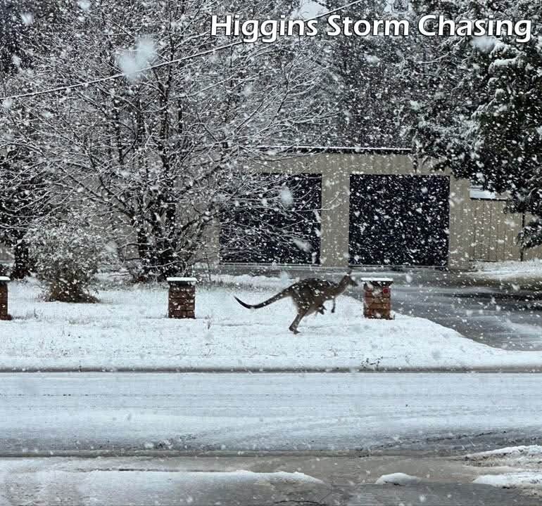 Австралию накрыл мощный снегопад: кенгуру застревают в сугробах. Фото и видео