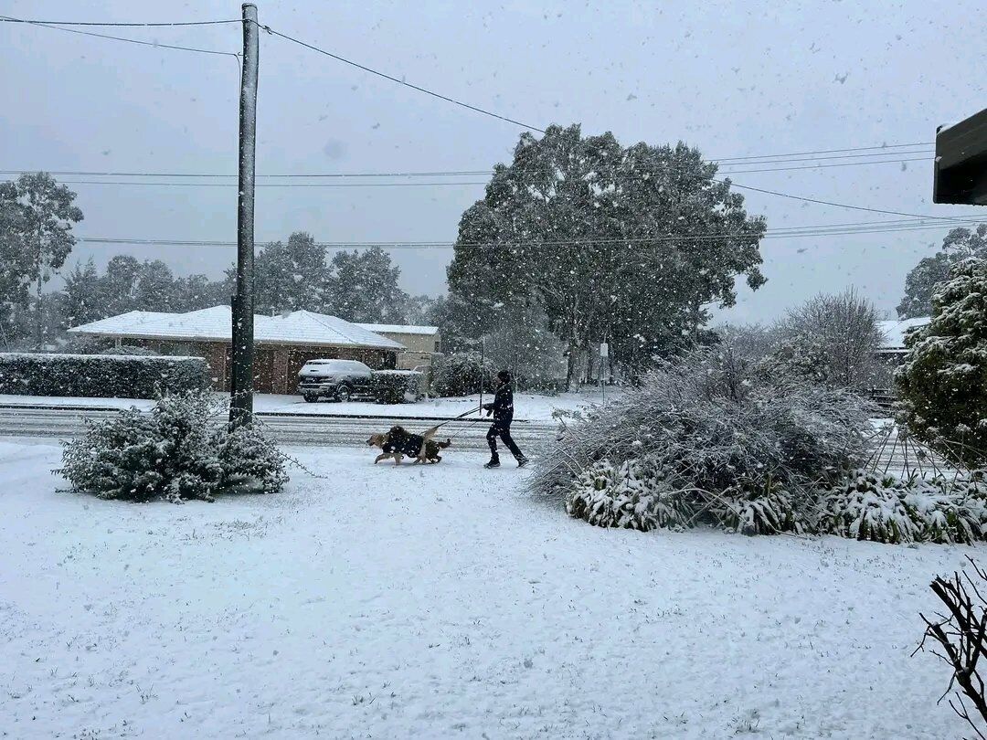 Австралию накрыл мощный снегопад: кенгуру застревают в сугробах. Фото и видео