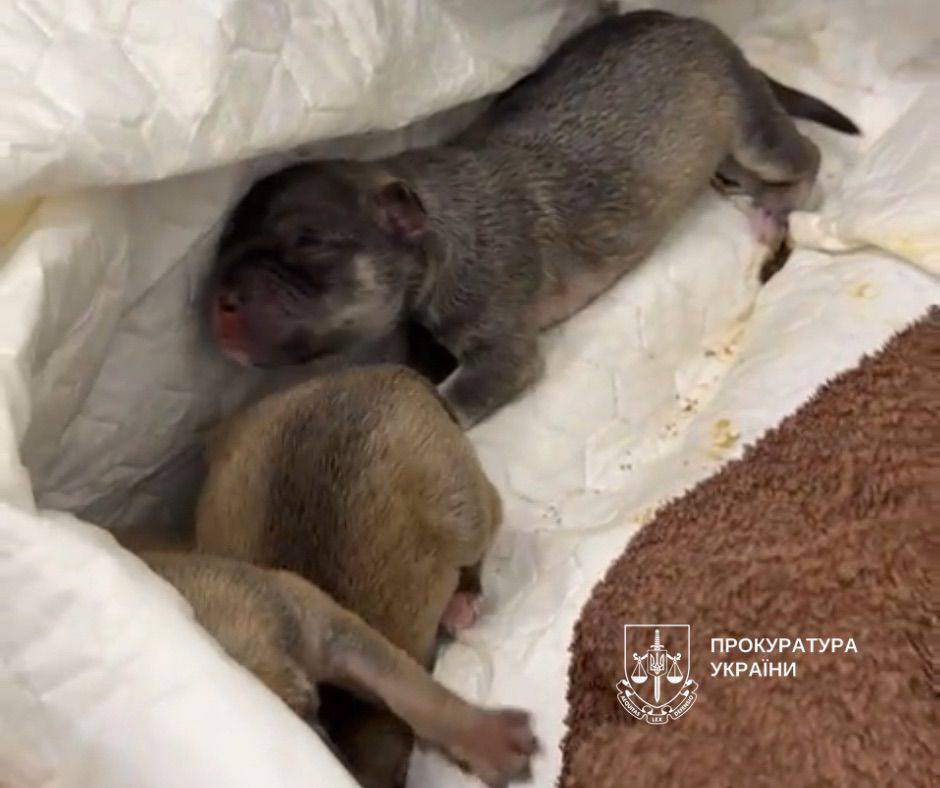 У Києві чоловік викинув новонароджених цуценят у сміттєвий бак: один песик загинув. Подробиці та фото