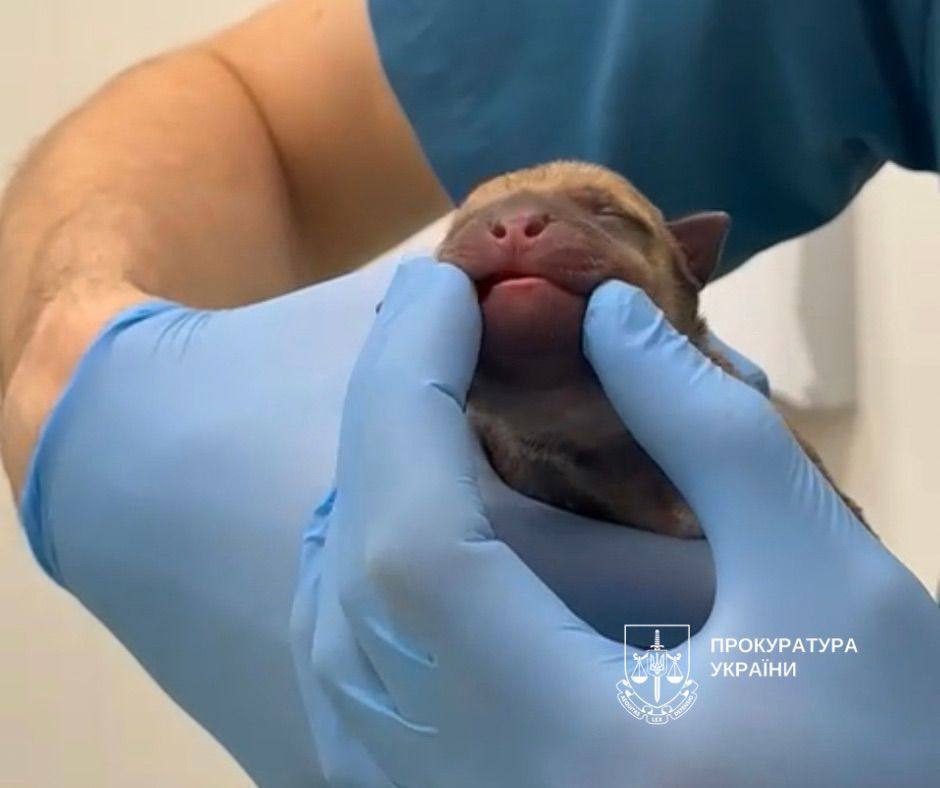 У Києві чоловік викинув новонароджених цуценят у сміттєвий бак: один песик загинув. Подробиці та фото