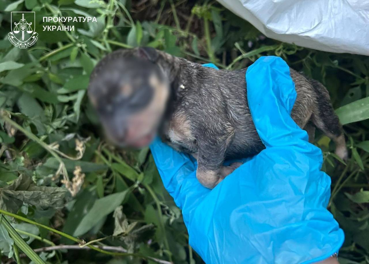 У Києві чоловік викинув новонароджених цуценят у сміттєвий бак: один песик загинув. Подробиці та фото