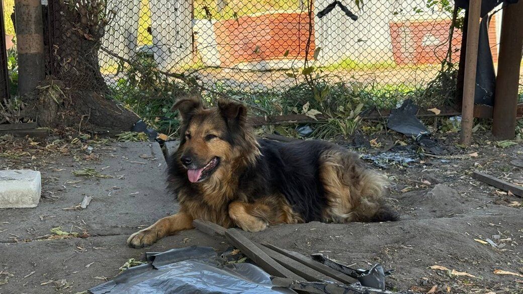 "Два дня искала хозяина среди руин": собака Джесси, владелец которой погиб во время обстрела Киева, нашла новую семью. Фото и видео