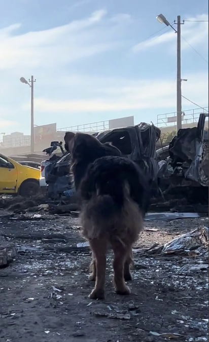 "Два дня искала хозяина среди руин": собака Джесси, владелец которой погиб во время обстрела Киева, нашла новую семью. Фото и видео