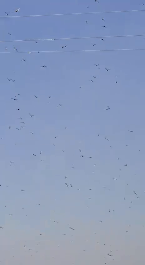 У Нікополі зафіксували величезну зграю сарани: чи є причини панікувати через нашестя. Відео