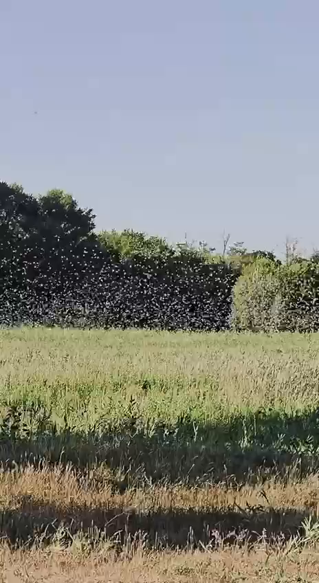 У Нікополі зафіксували величезну зграю сарани: чи є причини панікувати через нашестя. Відео