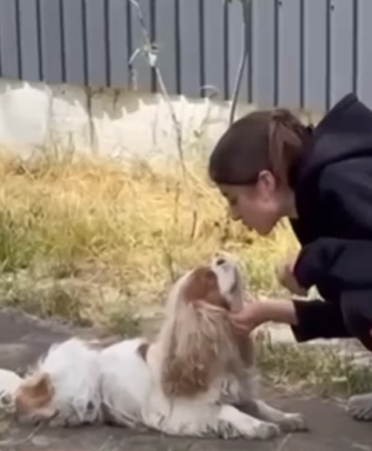 За парканом чути лайку, а ночами собаки виють у своїх клітках: що відбувається у DOGLEND під Києвом, де жорстоко поводяться з тваринами