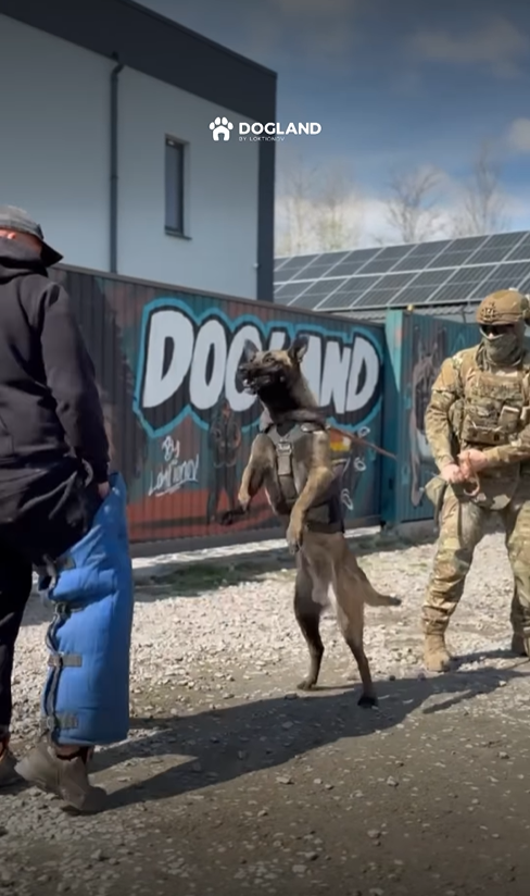 За парканом чути лайку, а ночами собаки виють у своїх клітках: що відбувається у DOGLEND під Києвом, де жорстоко поводяться з тваринами