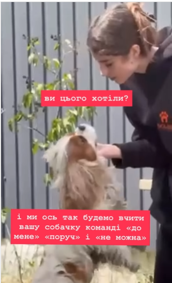 За парканом чути лайку, а ночами собаки виють у своїх клітках: що відбувається у DOGLEND під Києвом, де жорстоко поводяться з тваринами