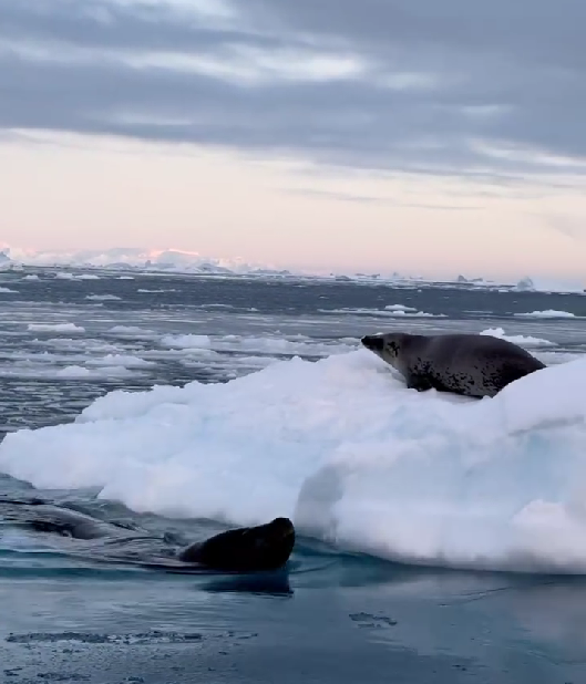 "Унікальний момент": полярники показали, як морський леопард намагався видертися на крижину до тюленя. Відео