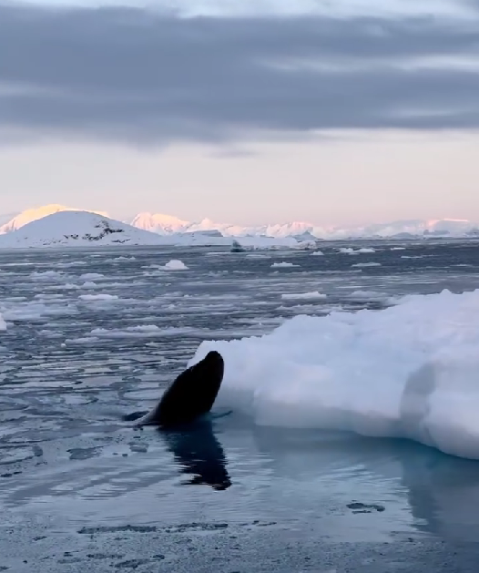 "Унікальний момент": полярники показали, як морський леопард намагався видертися на крижину до тюленя. Відео