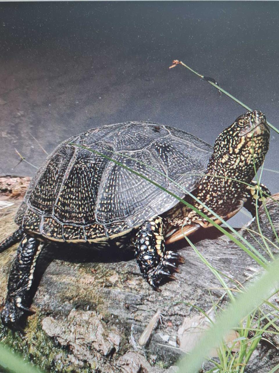 "Старіша" за динозаврів: на Одещині помітили рідкісну черепаху. Фото і відео