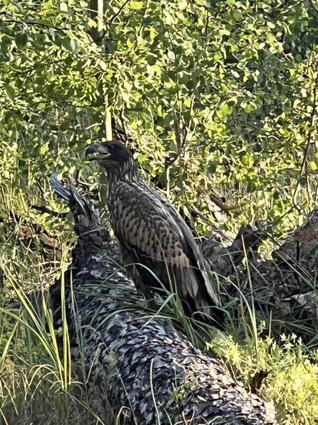 На Київщині врятували рідкісного хижого велетенського птаха з розамхом крил до двох метрів. Подробиці та фото