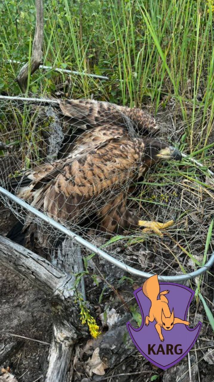 На Київщині врятували рідкісного хижого велетенського птаха з розамхом крил до двох метрів. Подробиці та фото