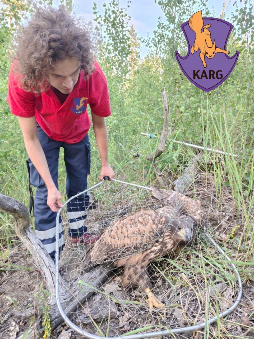 На Київщині врятували рідкісного хижого велетенського птаха з розамхом крил до двох метрів. Подробиці та фото