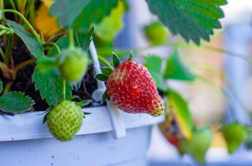 Идеальное время: как и где сажать клубнику в августе