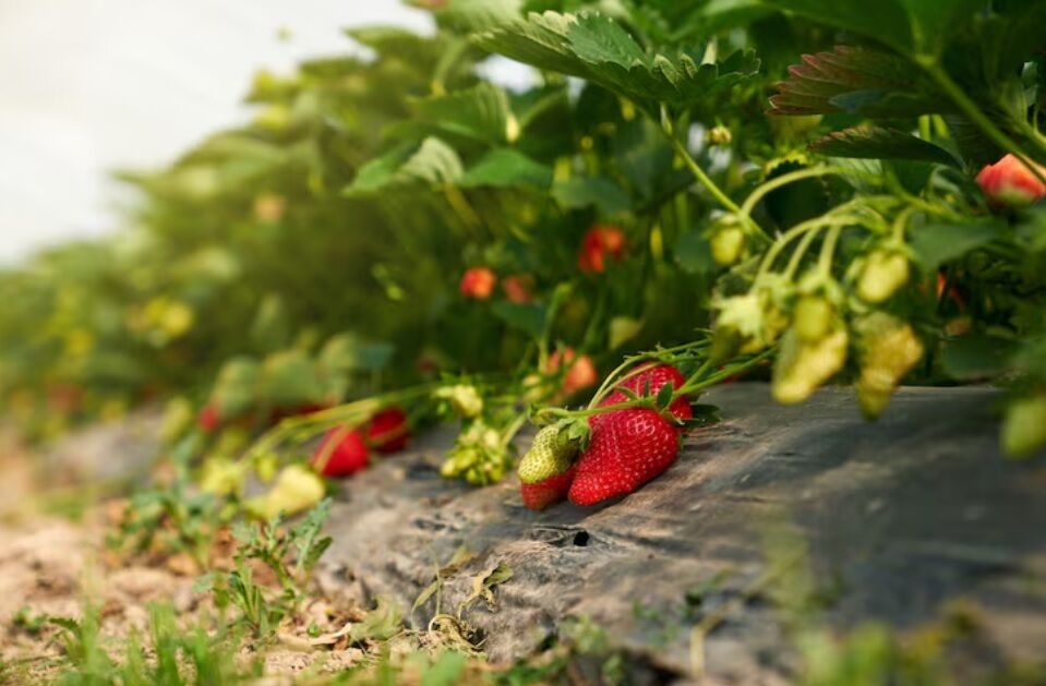 Идеальное время: как и где сажать клубнику в августе