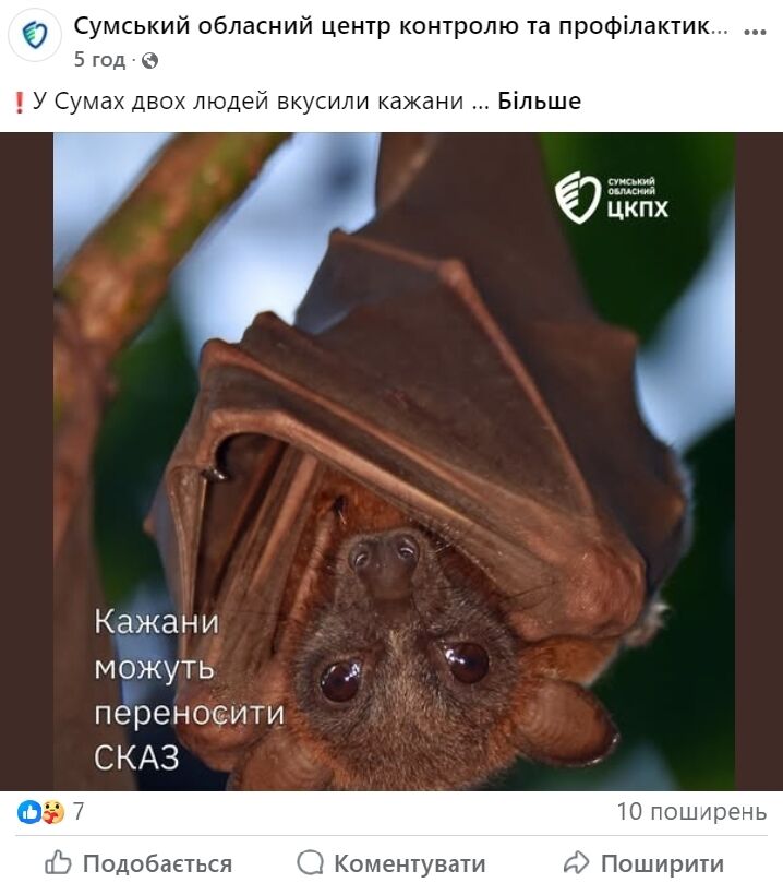 У Сумах двох людей покусали кажани: у МОЗ пояснили, як уберегтися від сказу