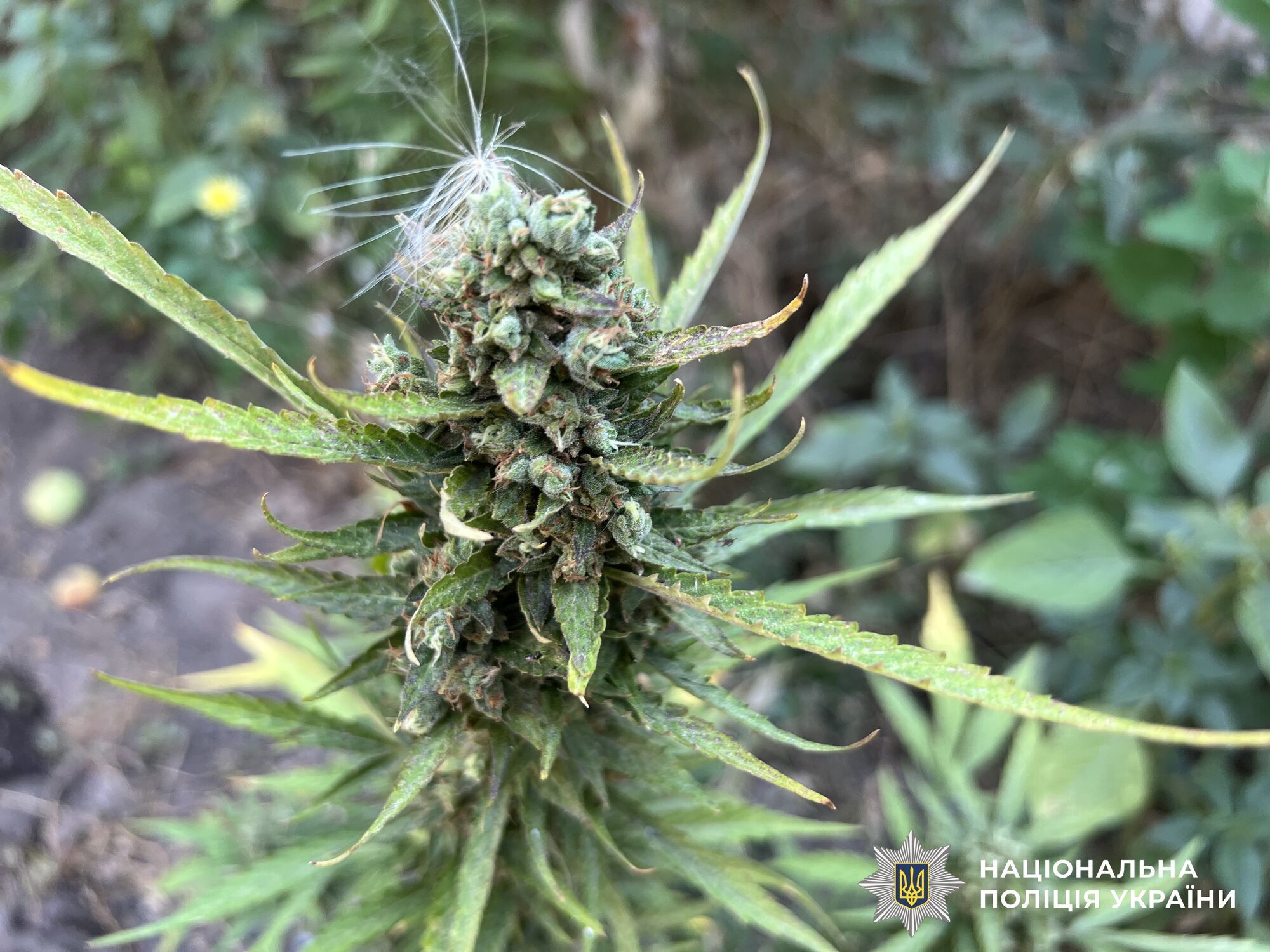 Операция "Джентльмены": Нацполиция уничтожила урожай наркосодержащих растений на 200 млн грн. Видео