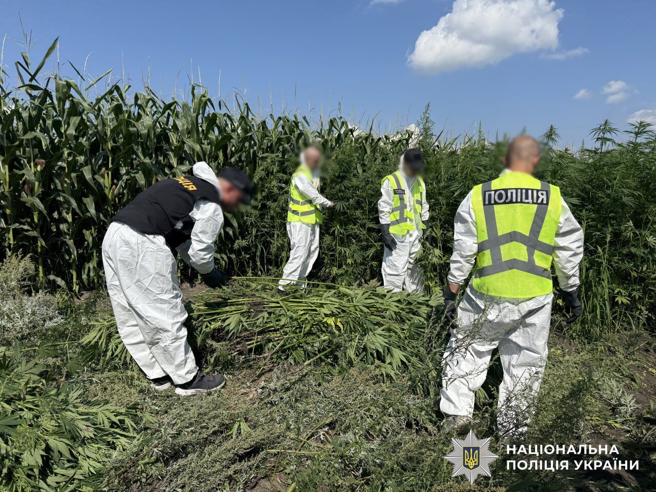 Операция "Джентльмены": Нацполиция уничтожила урожай наркосодержащих растений на 200 млн грн. Видео