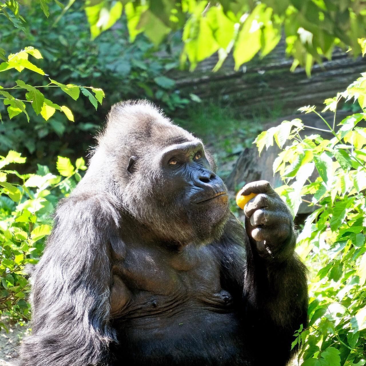 По человеческим меркам более 90 лет: горилла Тонни из Киевского зоопарка празднует день рождения. Фото