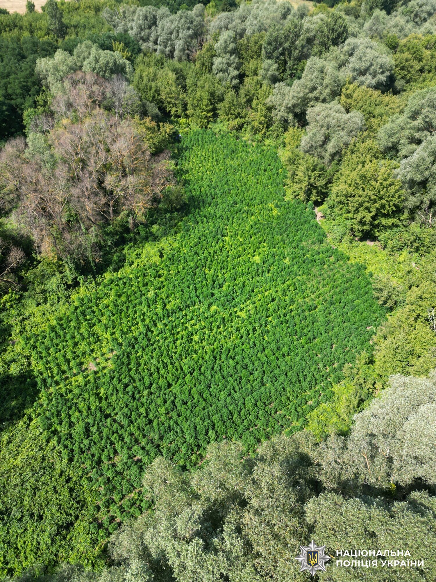 Операция "Джентльмены": Нацполиция уничтожила урожай наркосодержащих растений на 200 млн грн. Видео