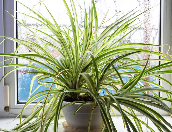 Быстро растут и заполняют пространство: какие комнатные цветы выбрать для дома