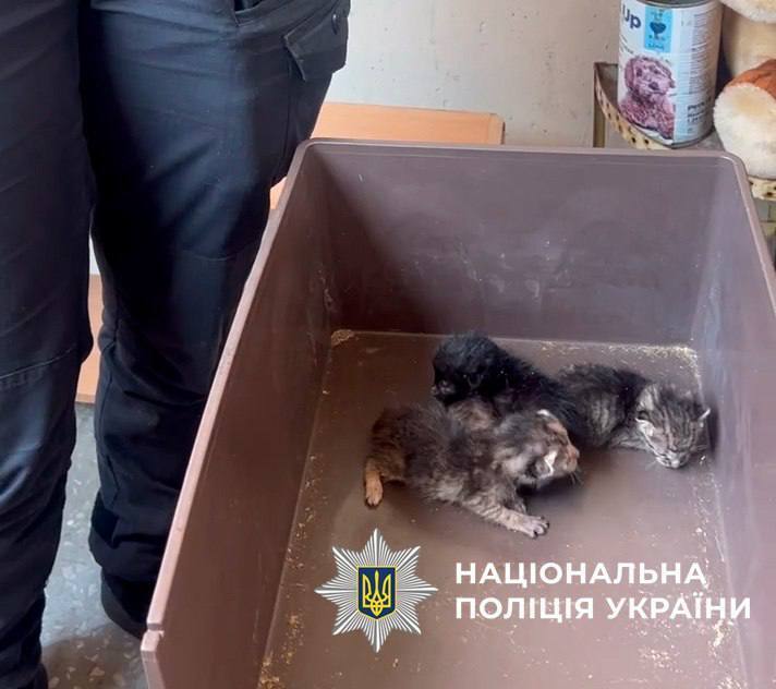 Близько тижня були зачинені у квартирі: у Києві поліцейські врятували дев’ятьох котів. Фото та відео