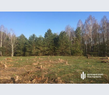 Под Киевом незаконно вырубили сотни 90-летних деревьев.