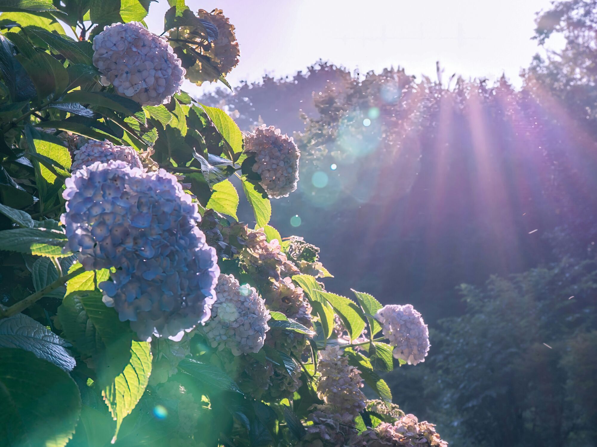 Когда стоит сушить гортензии: будут как с картинки