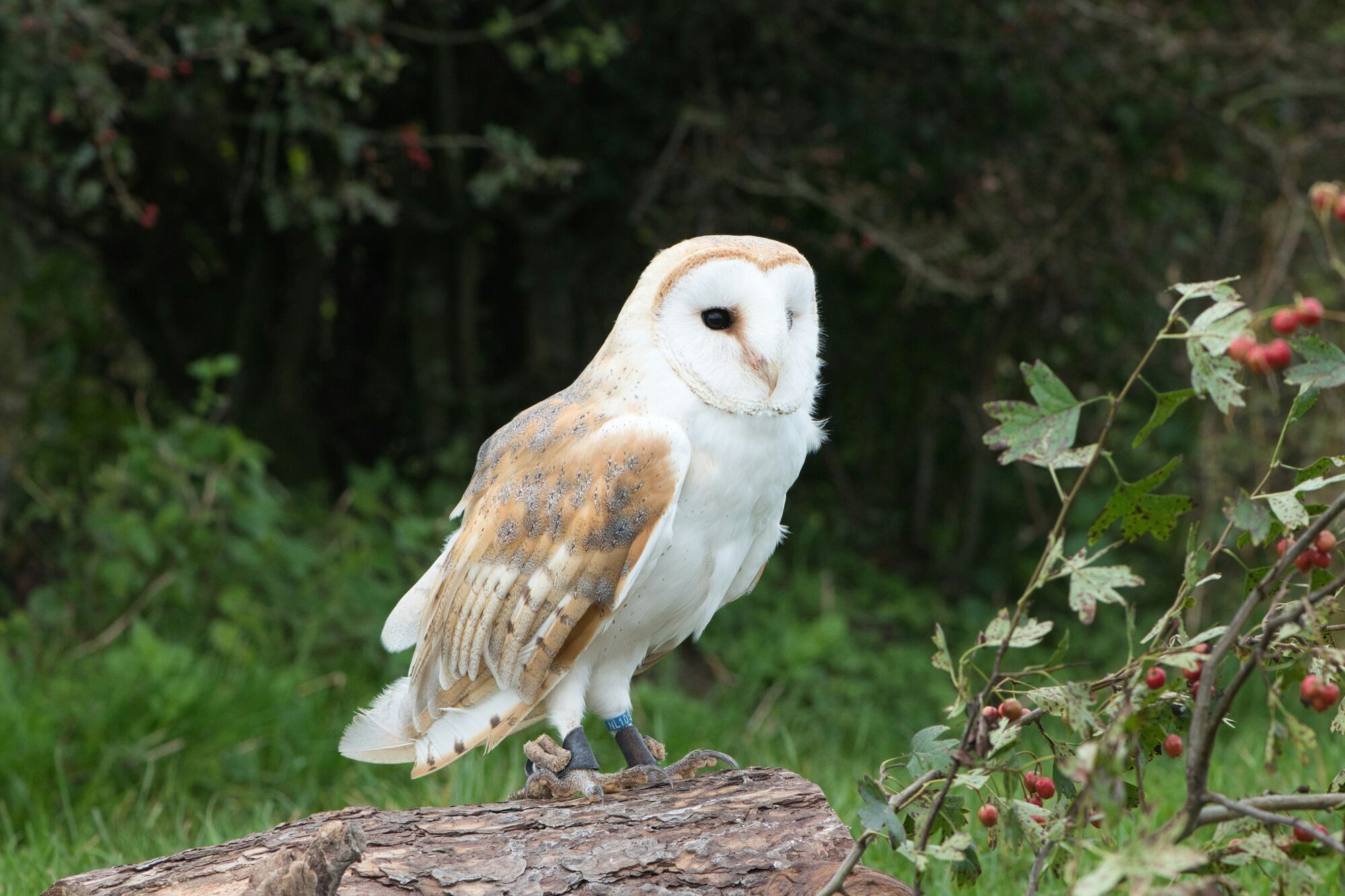 Какое животное имеет лучший слух: ответ ученых